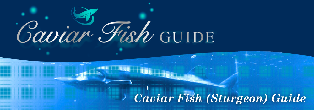 Caviar Fish (Sturgeon) Guide